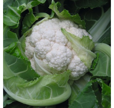 Капуста цвітна Балбоа F1, Bejo