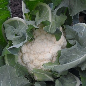 Капуста цвітна Гудмен, Bejo