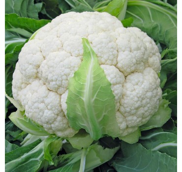 Капуста цвітна Скайвокер F1, Bejo