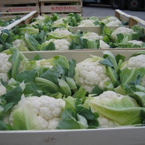 Капуста цвітна Фарго F1, Bejo