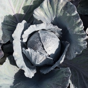 Капуста ч/г Клімаро F1, Bejo