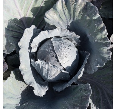 Капуста ч/г Клімаро F1, Bejo