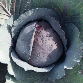 Капуста ч/г Ранчеро F1, Bejo