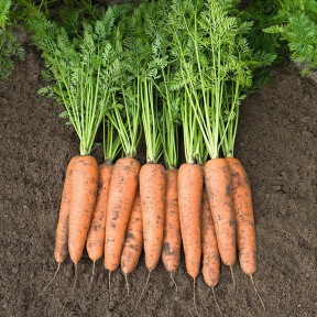 Морква Белградо F1, Bejo