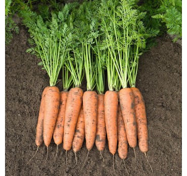 Морква Белградо F1, Bejo