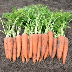 Морква Віта Лонга, Bejo