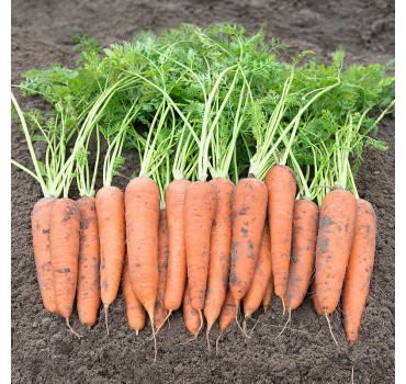 Морква Віта Лонга, Bejo