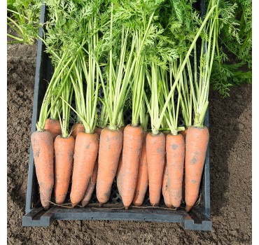 Морква Канада F1, Bejo