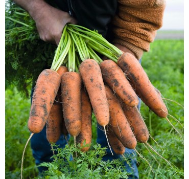 Морква Кардіф F1, Bejo