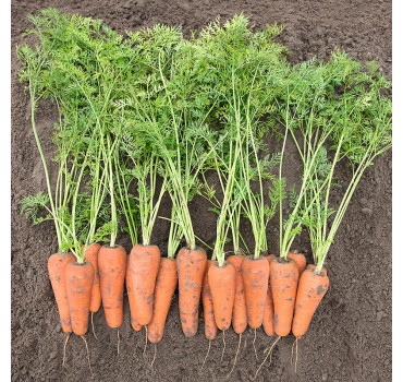 Морква Кесена F1, Bejo