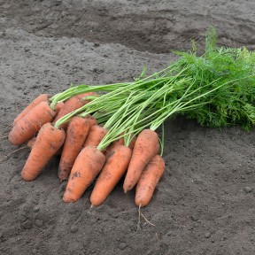 Морква Курасао F1, Bejo