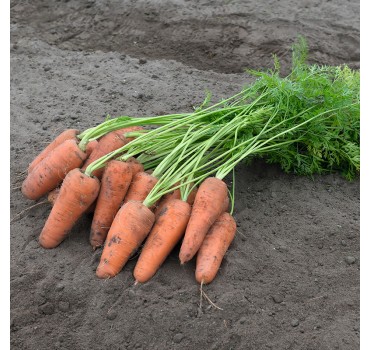 Морква Курасао F1, Bejo