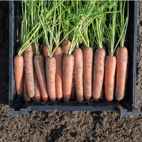 Морква Навал F1, Bejo