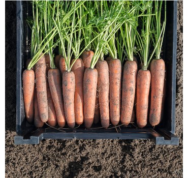 Морква Навал F1, Bejo