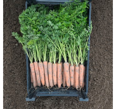 Морква Наполі F1, Bejo