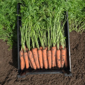 Морква Нарбоне F1, Bejo