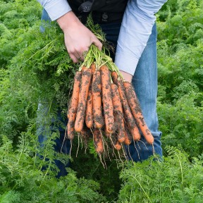 Морква Нерак F1, Bejo