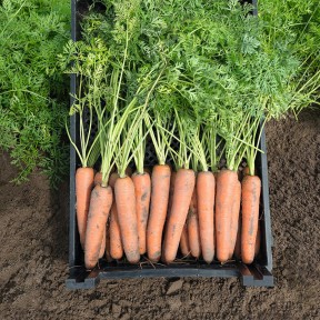 Морква Ніагара F1, Bejo