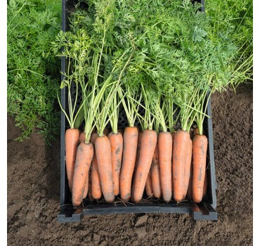 Морква Ніагара F1, Bejo