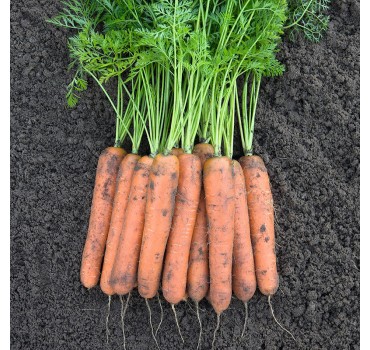 Морква Номінатор F1, Bejo