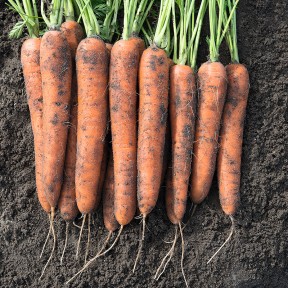 Морква Норвей F1, Bejo