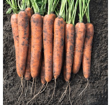 Морква Норвей F1, Bejo