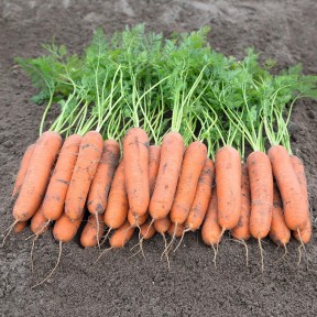 Морква Ньюкасл F1, Bejo