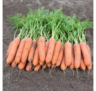 Морква Ньюкасл F1, Bejo