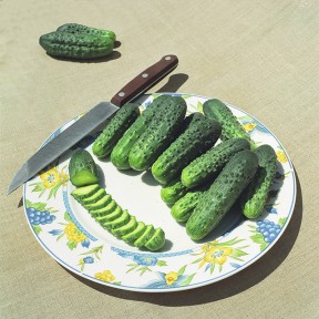 Огірок Альянс F1, Bejo