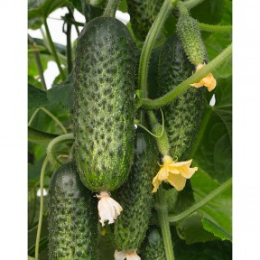 Огірок Амарок F1, Bejo