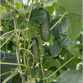 Огірок Атік F1, Bejo