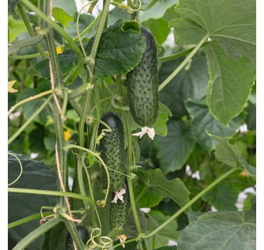 Огірок Атік F1, Bejo