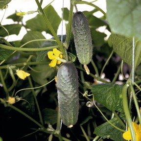 Огірок Атлантіс F1, Bejo