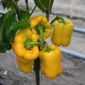 Перець солодкий Турбін F1, Bejo Перець солодкий Турбін F1, Bejo