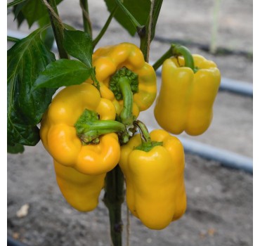 Перець солодкий Турбін F1, Bejo