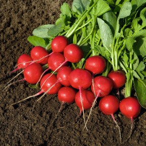 Редис Ровер F1, Bejo