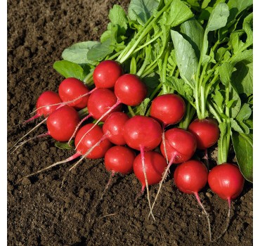 Редис Ровер F1, Bejo