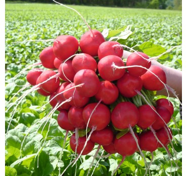 Редис Розетта F1, Bejo