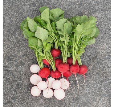 Редис Роксан F1, Bejo