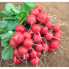 Редис Ролекс F1, Bejo