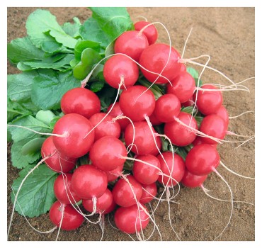 Редис Ролекс F1, Bejo