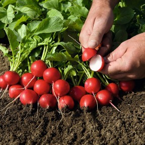 Редис Рудольф, Bejo