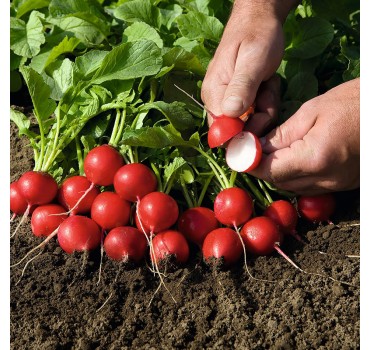 Редис Рудольф, Bejo