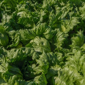 Салат Бізнес, Bejo