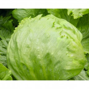 Салат Форрестер, Bejo