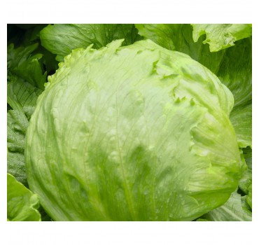 Салат Форрестер, Bejo