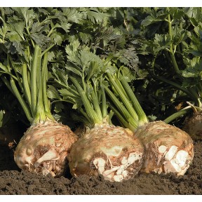 Селера коренева Балена, Bejo