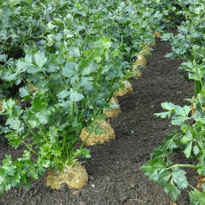 Селера коренева Діамант, Bejo