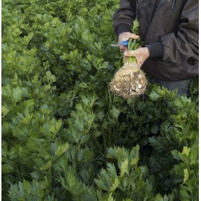 Селера коренева Ілона, Bejo