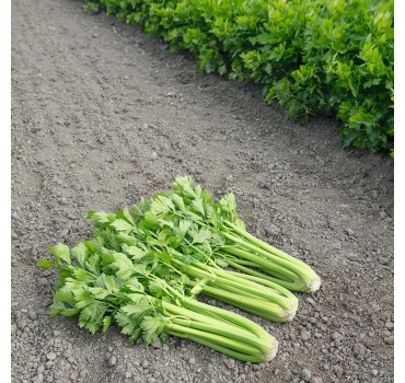 Селера черешкова Танго, Bejo